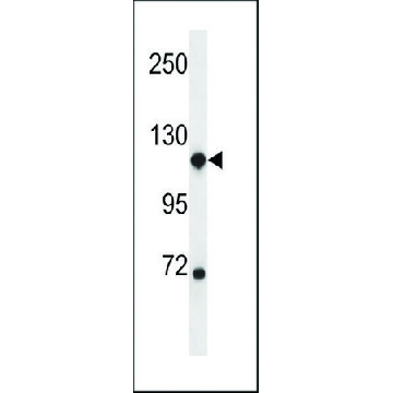 ANTI-NDST1(C-TERMINAL) antibody produced in rabbit，400UL，SAB1307040-400UL，Sigma