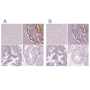 Anti-PAEP antibody produced in rabbit，100UL，HPA029473-100UL，Sigma