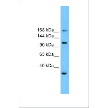 Anti-PHLDB1 antibody produced in rabbit，100UL，SAB2105962-100UL，Sigma
