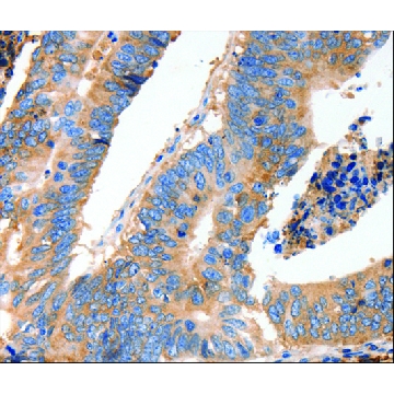 Anti-MUC6 antibody produced in rabbit，100UL，SAB4301182-100UL，Sigma