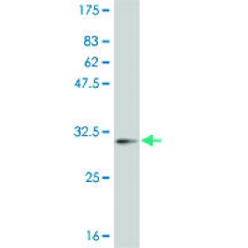 Monoclonal Anti-POLD4 antibody produced in mouse，200UL，WH0057804M1-200UL，Sigma