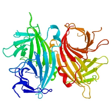 抗生物素蛋白 −琼脂糖类 来源于鸡蛋白，1ML，A9207-1ML，Sigma