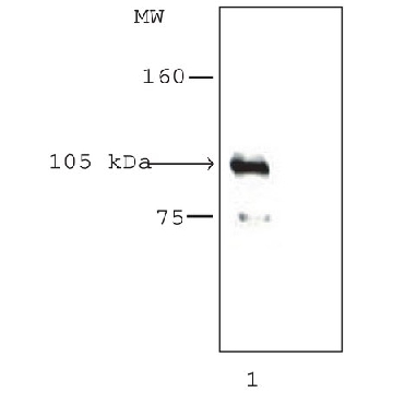 Anti-Histone Deacetylase 7 (HDAC7) (KG-17) antibody produced in rabbit，200UL，H2662-200UL，Sigma