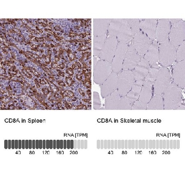 Anti-CD8A antibody produced in rabbit，100UL，HPA037756-100UL，Sigma