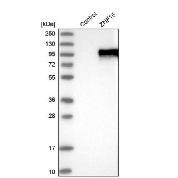 Anti-ZNF16 antibody produced in rabbit，100UL，HPA035782-100UL，Sigma