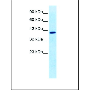 抗-TFEB，100UL，SAB2108453-100UL，Sigma