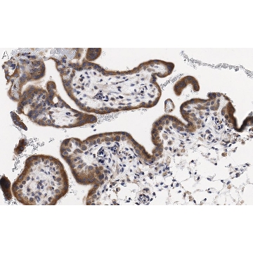 Anti-PDE4B Antibody, clone 1E9 ZooMAb® Rabbit Monoclonal，4X25UL，ZRB1583-4X25UL，Sigma
