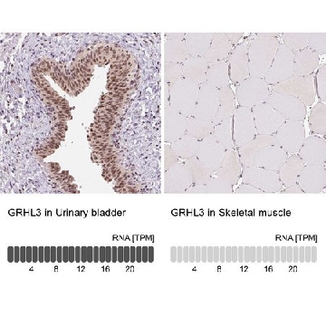 抗-GRHL3 兔抗，100UL，HPA059960-100UL，Sigma