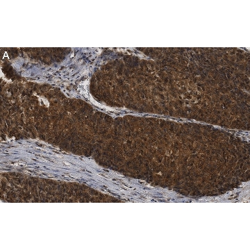 Anti-ANKZF1 Antibody, clone 1D4 ZooMAb® Rabbit Monoclonal，25UL，ZRB1161-25UL，Sigma