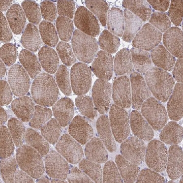 Anti-GRXCR2 antibody produced in rabbit，100UL，HPA059421-100UL，Sigma