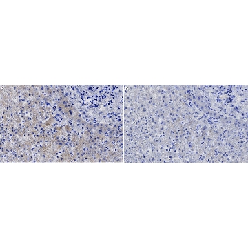 Anti-ApoB Antibody, clone MB47 ZooMAb® Mouse Monoclonal，254G，ZMS1235-25UL，Sigma
