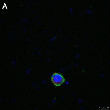 Anti-LILRB4 Antibody, clone 1H12 ZooMAb® Rabbit Monoclonal，25UL，ZRB1113-25UL，Sigma