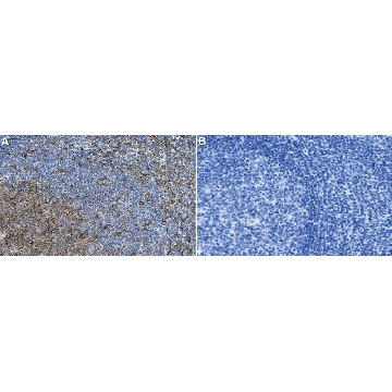 Anti-TUBB6 Antibody, clone 1F12 ZooMAb® Rabbit Monoclonal，25UL，ZRB2285-25UL，Sigma