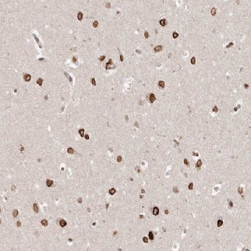 Anti-GSG2 antibody produced in rabbit，100UL，HPA027422-100UL，Sigma