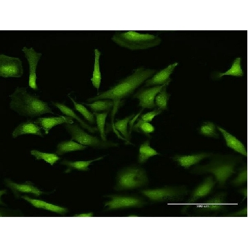 Anti-NLRP2 antibody produced in rabbit，100UG，SAB1411064-100UG，Sigma