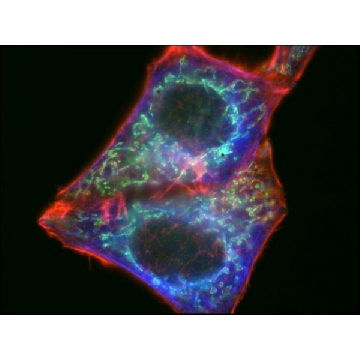 Anti-Mouse IgG (H+L), highly cross-adsorbed, CF™ 488A antibody produced in donkey，250UL，SAB4600035-250UL，Sigma