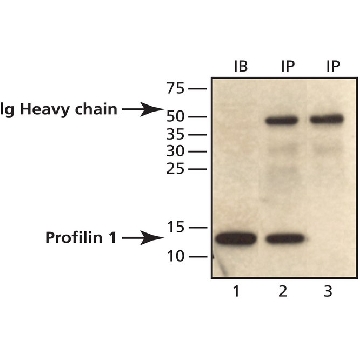 Anti-Profilin 1 (C-terminal) 兔抗，200UL，P7624-200UL，Sigma