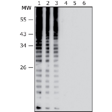 Anti-Salmonella enterica serotype enteritidis LPS antibody, Mouse monoclonal，100UL，SAB4200882-25UL，Sigma