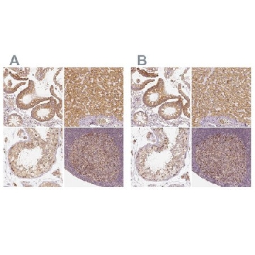 抗 -PGAM5 兔抗，100UL，HPA036978-100UL，Sigma