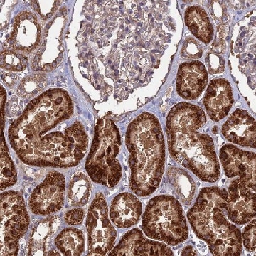 Anti-SHISA5 antibody produced in rabbit，100UL，HPA042295-100UL，Sigma