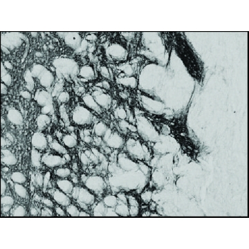 Anti-PENK antibody produced in goat，100UG，SAB2501942-100UG，Sigma