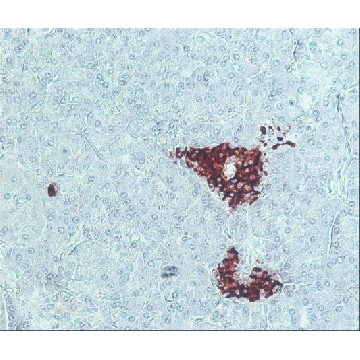 抗-豚鼠 IgG（全分子）-过氧化物酶 兔抗，1ML，A5545-1ML，Sigma
