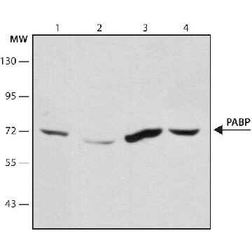 Anti-PABP antibody, Mouse monoclonal，200UL，P6246-200UL，Sigma