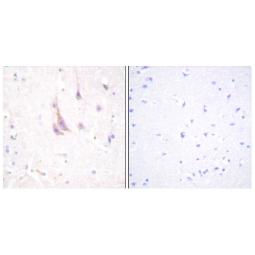 Anti-PKC ζ antibody produced in rabbit，100UG，SAB4502380-100UG，Sigma