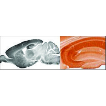 Anti-GABRA5 (ab2) antibody produced in rabbit，100UL，SAB2100878-100UL，Sigma