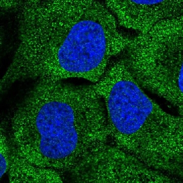 Anti-DNAH7 antibody produced in rabbit，100UL，HPA044070-100UL，Sigma