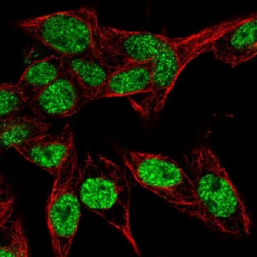 Anti-PSME4 antibody produced in rabbit，100UL，HPA060922-100UL，Sigma