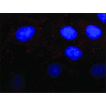 抗-Kindlin-2 兔抗，200UL，K3269-200UL，Sigma