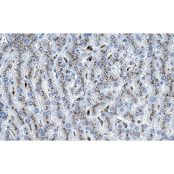 Anti-β Galactosidase Antibody, clone 2C15 ZooMAb® Rabbit Monoclonal，25UL，ZRB2343-25UL，Sigma
