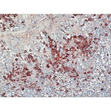 抗人 IgG（Fab 特异性）过氧化物酶 山羊抗，1ML，A0293-1ML，Sigma