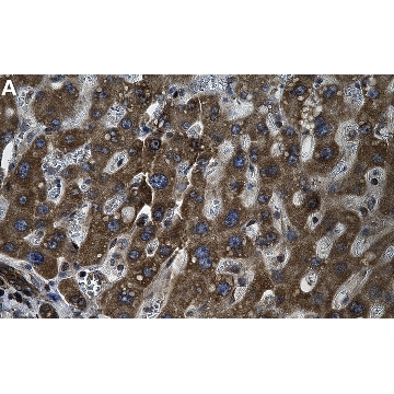 Anti-MARC1 Antibody, clone 1G13 ZooMAb® Rabbit Monoclonal，25UL，ZRB2392-25UL，Sigma