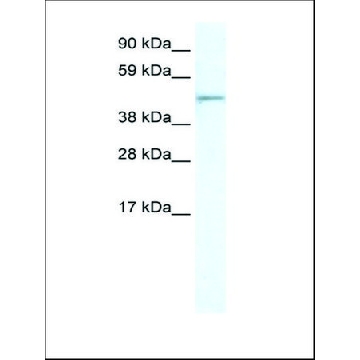 Anti-FOXI1 (AB2) antibody produced in rabbit，100UL，AV37338-100UL，Sigma