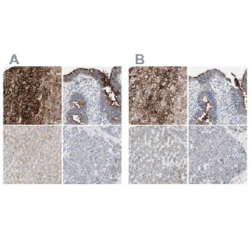 Anti-ALPL antibody produced in rabbit，100UL，HPA008765-100UL，Sigma
