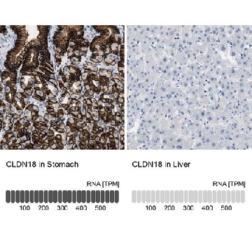 抗-CLDN18 兔抗，100UL，HPA018446-100UL，Sigma