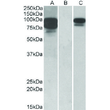 Anti-PCSK9 antibody produced in goat，100UG，SAB2501521-100UG，Sigma