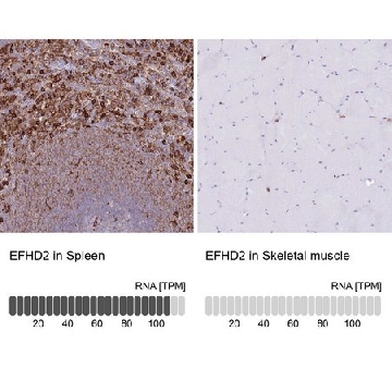 Anti-EFHD2 antibody produced in rabbit，100UL，HPA048961-100UL，Sigma