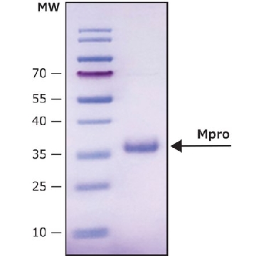 Mpro, 3CL蛋白酶，来自SARS-COV-2冠状病毒，200UG，SAE0172-200UG，Sigma