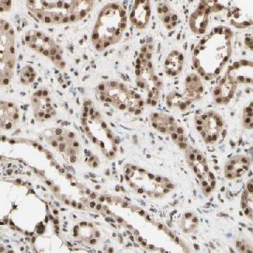 Anti-HSF1 antibody produced in rabbit，100UL，HPA008888-100UL，Sigma