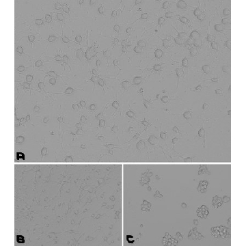 Laminin/Poly-L-Ornithine Coating Solution，100ML，LPLO001-100ML，Sigma