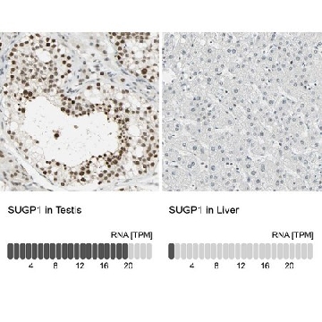 Anti-SUGP1 antibody produced in rabbit，100UL，HPA004890-100UL，Sigma