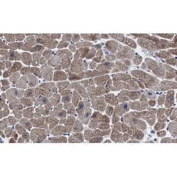 Anti-Ryanodine Receptor 2 Antibody, clone 2K6 ZooMAb® Rabbit Monoclonal，25UL，ZRB1466-25UL，Sigma