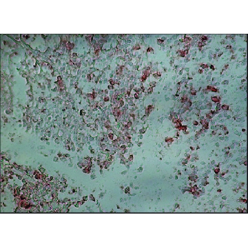抗山羊 IgG（全分子）-过氧化物酶 兔抗，1ML，A5420-1ML，Sigma
