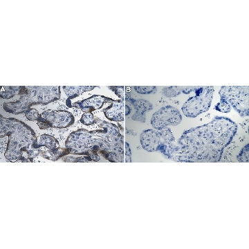 Anti-GDF15/NAG-1 Antibody, clone 1K11 ZooMAb® Rabbit Monoclonal，，ZRB2590-4X25UL，Sigma