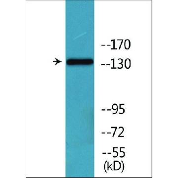Anti-phospho-EGFR (pSer¹⁰²⁶) antibody produced in rabbit，100UG，SAB4504579-100UG，Sigma