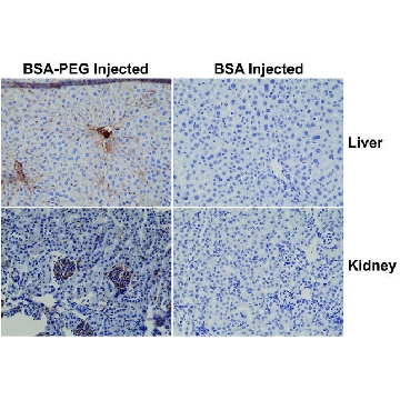 Anti-PEG (methoxy group)-Biotin antibody, Rabbit monoclonal，50UG，SAB5600194-50UG，Sigma