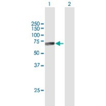 Anti-CTSF antibody produced in mouse，50UG，SAB1409944-50UG，Sigma